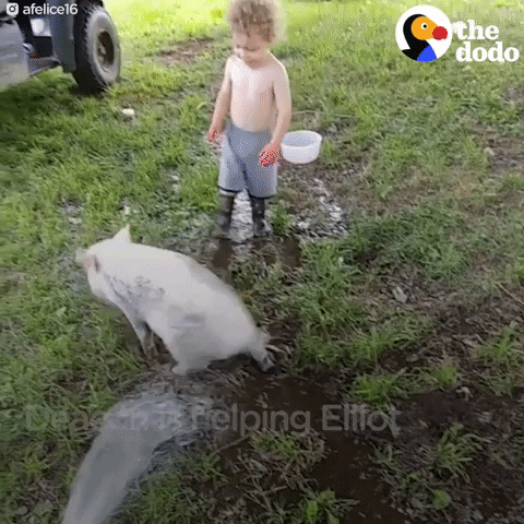 pig GIF by The Dodo
