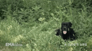 hot docs dog GIF by EMAfilms