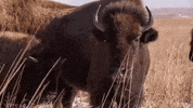 kansas GIF