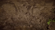 kansas GIF