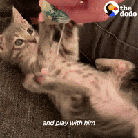 Cat GIF by The Dodo