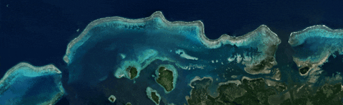 AllenCoralAtlas giphyupload GIF