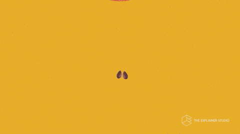 Plant Growth Animation GIF by The Explainer Studio