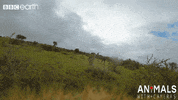cat run GIF by BBC Earth