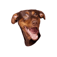 Dog Taco Sticker by Marina Hoermanseder