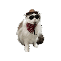 Ragdoll Cat Sticker by Rega Marketing