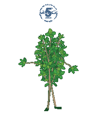 Herbs Wfm Sticker by Waterfront Market