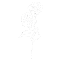 Morning Glory Flower Sticker