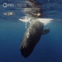 Sperm Whale Swimming GIF by Nature on PBS
