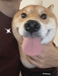 Shiba Inu GIF