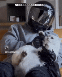 Cat No GIF