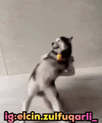 Dog Dance Elcin GIF