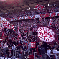 1 Fc Cologne Football GIF by 1. FC Köln