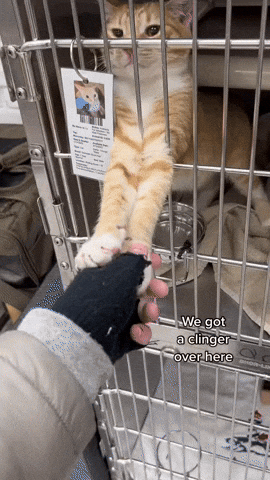 cuteanimalland giphyupload GIF