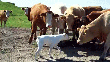 dog cows GIF by Cheezburger