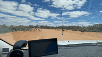 Flock of Emus Take Their Time Crossing Road in Australian Outback