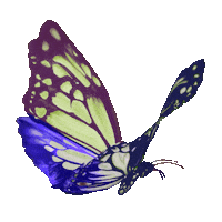 Art Butterfly Sticker