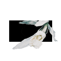 Art Flower Sticker