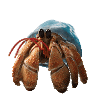 Happy Hermit Crab Sticker by JoinZuzu