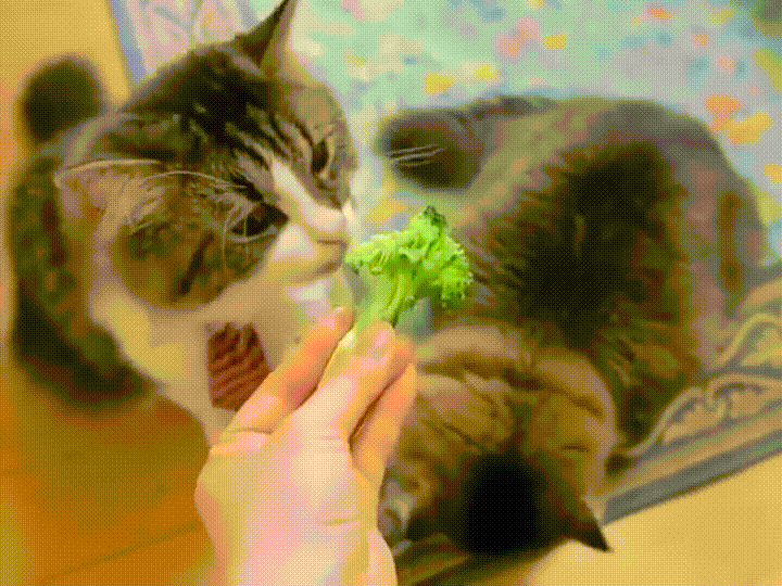 cats broccoli GIF
