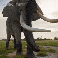 Close Up Africa GIF by Nature on PBS