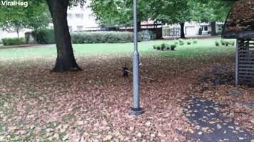 Mini Dachshund Fetches Huge Stick