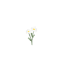 Flor Sticker by byflorecer