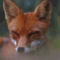 Tired Fox GIF by Natur- und Tierpark Goldau