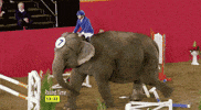mood elephant GIF