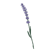 Virtual Bouquet Sticker by Hello Flowers！