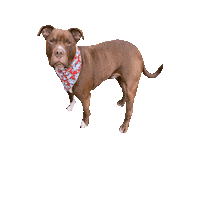 Pitbull Pit Sticker by Geekster Pets