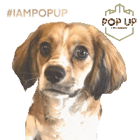 Popupentertainment popupentertainment iampopup Sticker