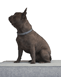 bmwbankdriversclub frenchie frenchbulldog nala goodgirl Sticker