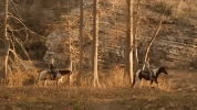 oklahoma GIF