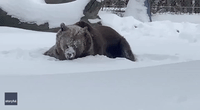 Bear Enjoys Hearty Roll in Upstate New York Snow