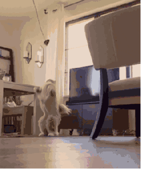 coding GIF
