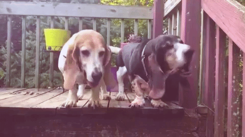 basset hound dogs GIF