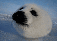 baby seals GIF