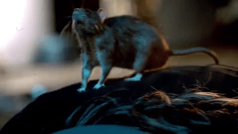 rats GIF by Ghost