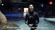 Shark Week Sharks GIF by BuzzFeed