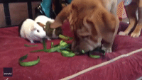 One of the Gang: Dog Joins Guinea Pig Pals for Veggie Snacks