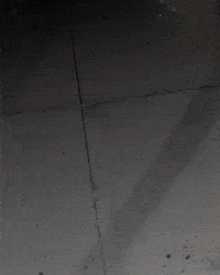 Pitbull GIF