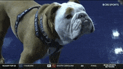 Happy Butler Bulldogs GIF by Butler University