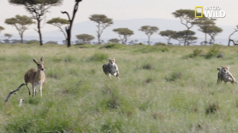 african cats big cat week GIF by Nat Geo Wild 