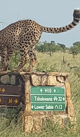 Couple Spot Cheetah Sitting on Road Sign