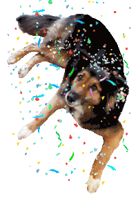 dog celebration Sticker by Tales&Tails