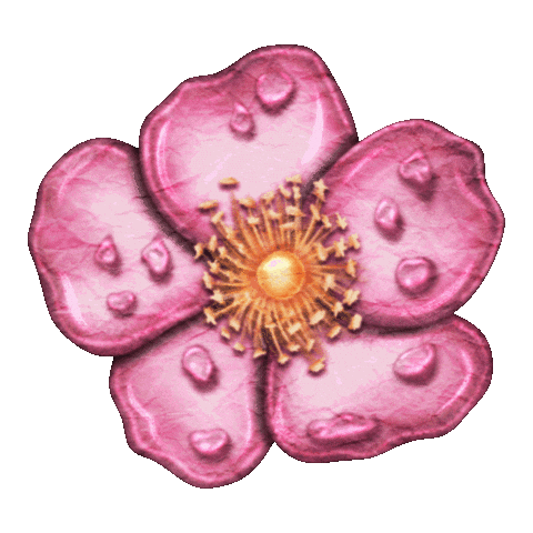 tigirlilygold giphyupload flowers spring country music Sticker