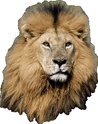 lion STICKER