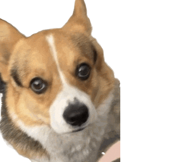 Corgi Milo GIF