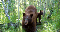 Bear and Cubs Walk on Wildlife Trail